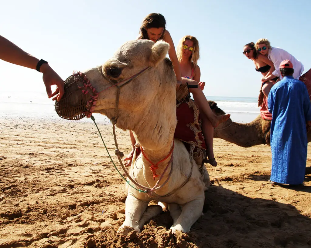 sandboarding taghazout